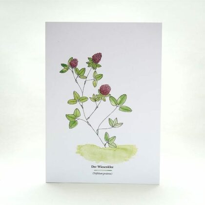 Wegesrandkraeuterkarte Wiesenklee für die Kräuterwanderung | greeting card with wild herbs red clover| studiokaramelo