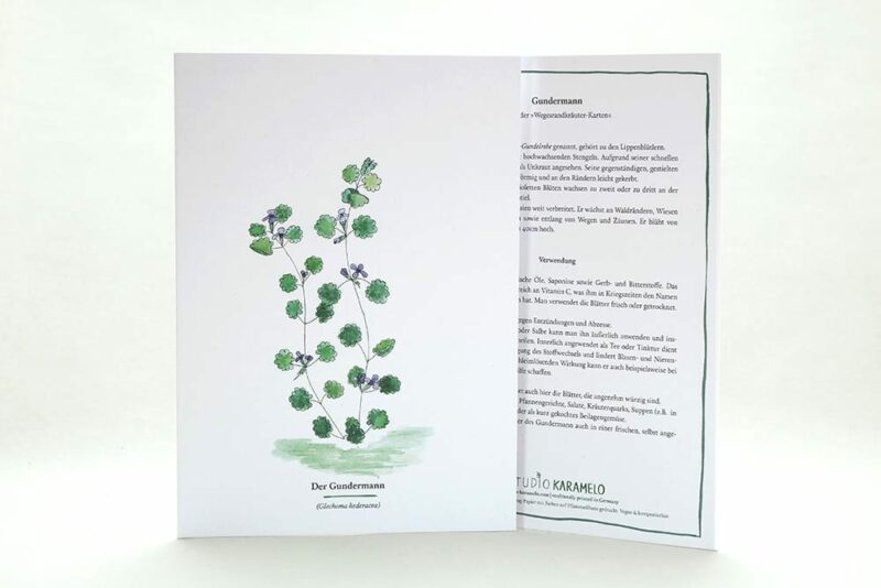 Wegesrandkraeuterkarte Gundermann für die Kräuterwanderung | greeting card with wild herbs ground ivy | studiokaramelo