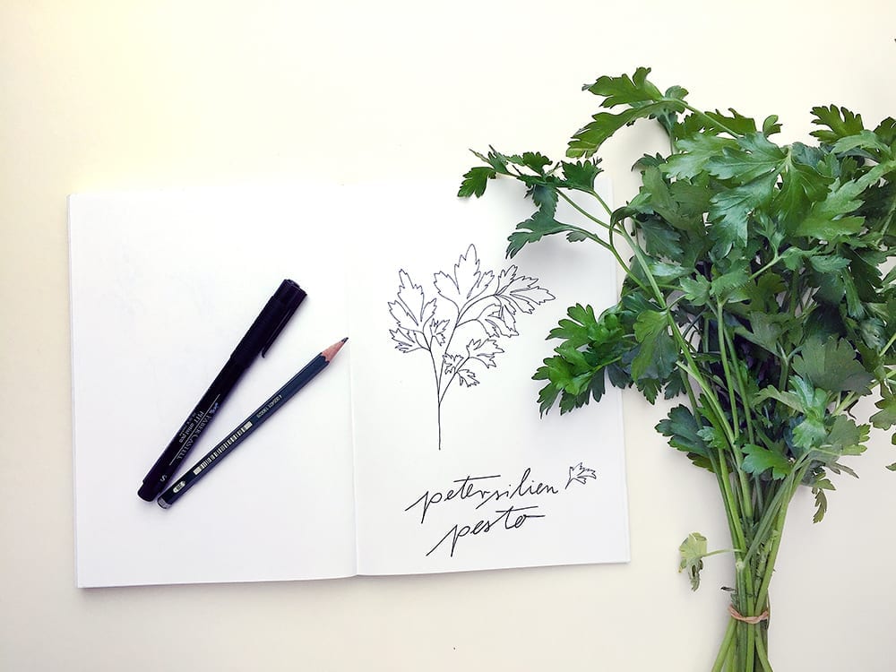 Petersilien Illustration | STUDIO KARAMELO | parsley illustration sketchbook