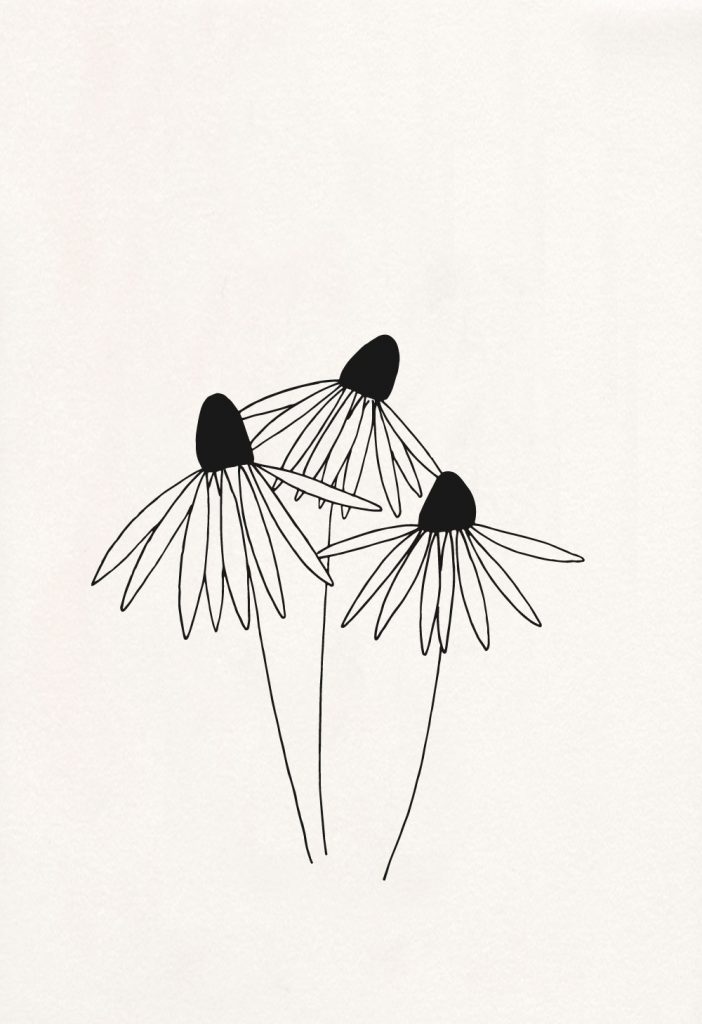 florale Illustration, Echinacea, Sonnenhut, botanische Illustration | STUDIO KARAMELO