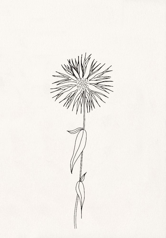 florale Illustration, Flockenblume, Wiesenblume | STUDIO KARAMELO