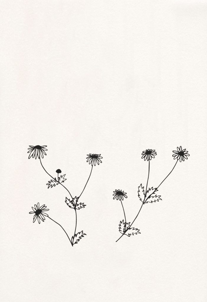 florale Illustration, Kamille, Hundskamille, botanische Illustration | STUDIO KARAMELO