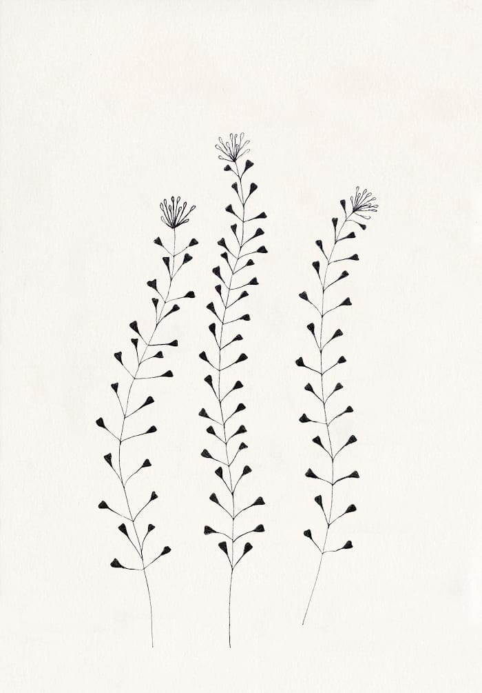 florale Illustration, Hirtentäschel, Ackerhellerkraut, botanische Illustration | STUDIO KARAMELO