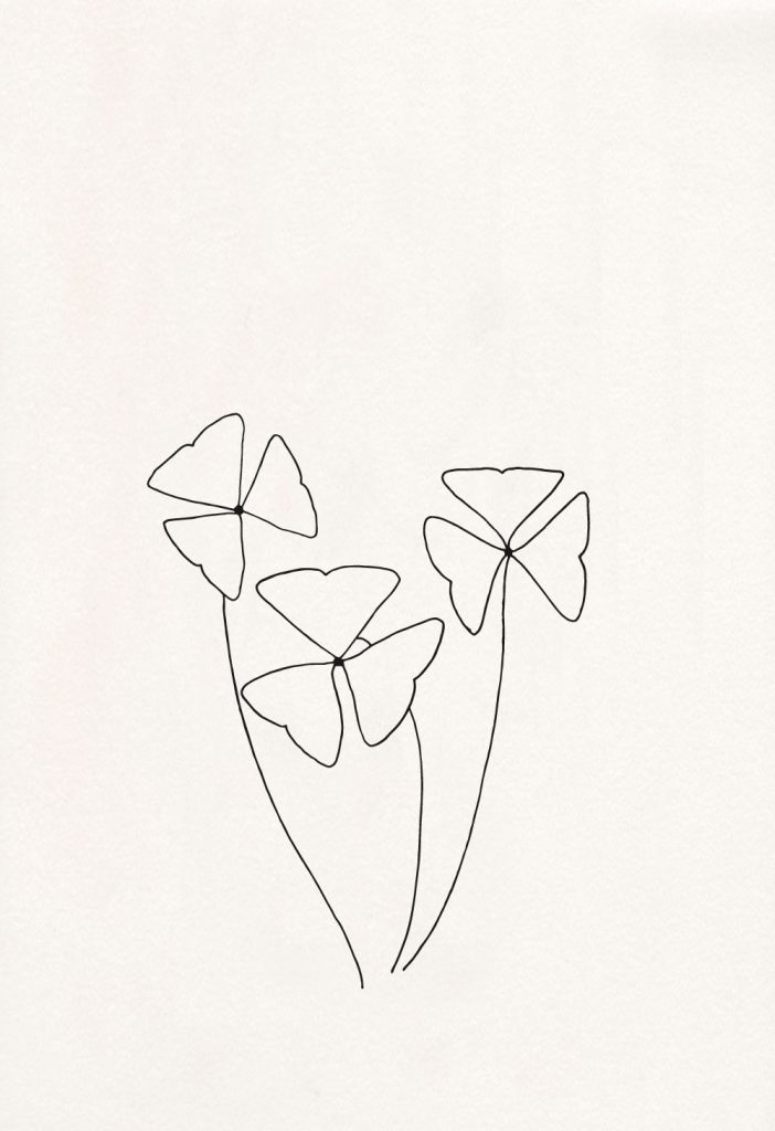 florale Illustration, Oxalis triangularis, botanische Illustration | STUDIO KARAMELO