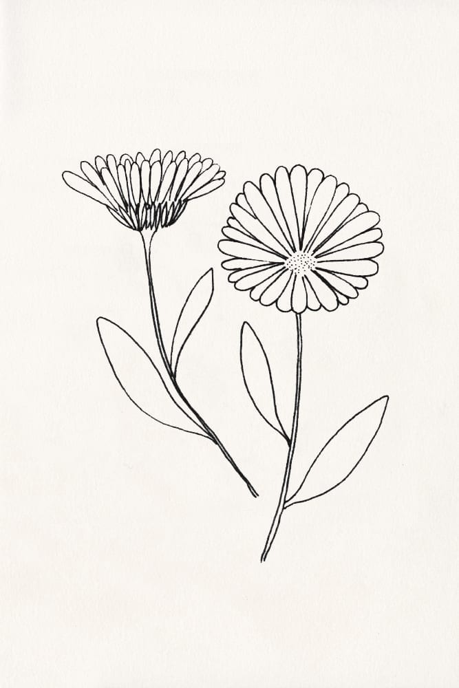 florale Illustration, Ringelblume, Blüten, botanische Illustration | STUDIO KARAMELO