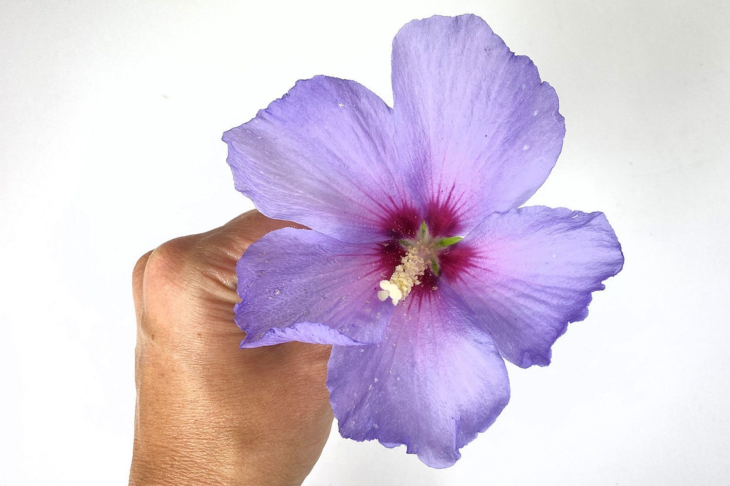Fragile Schönheit – Wie presst man eine Hibiskublüte?