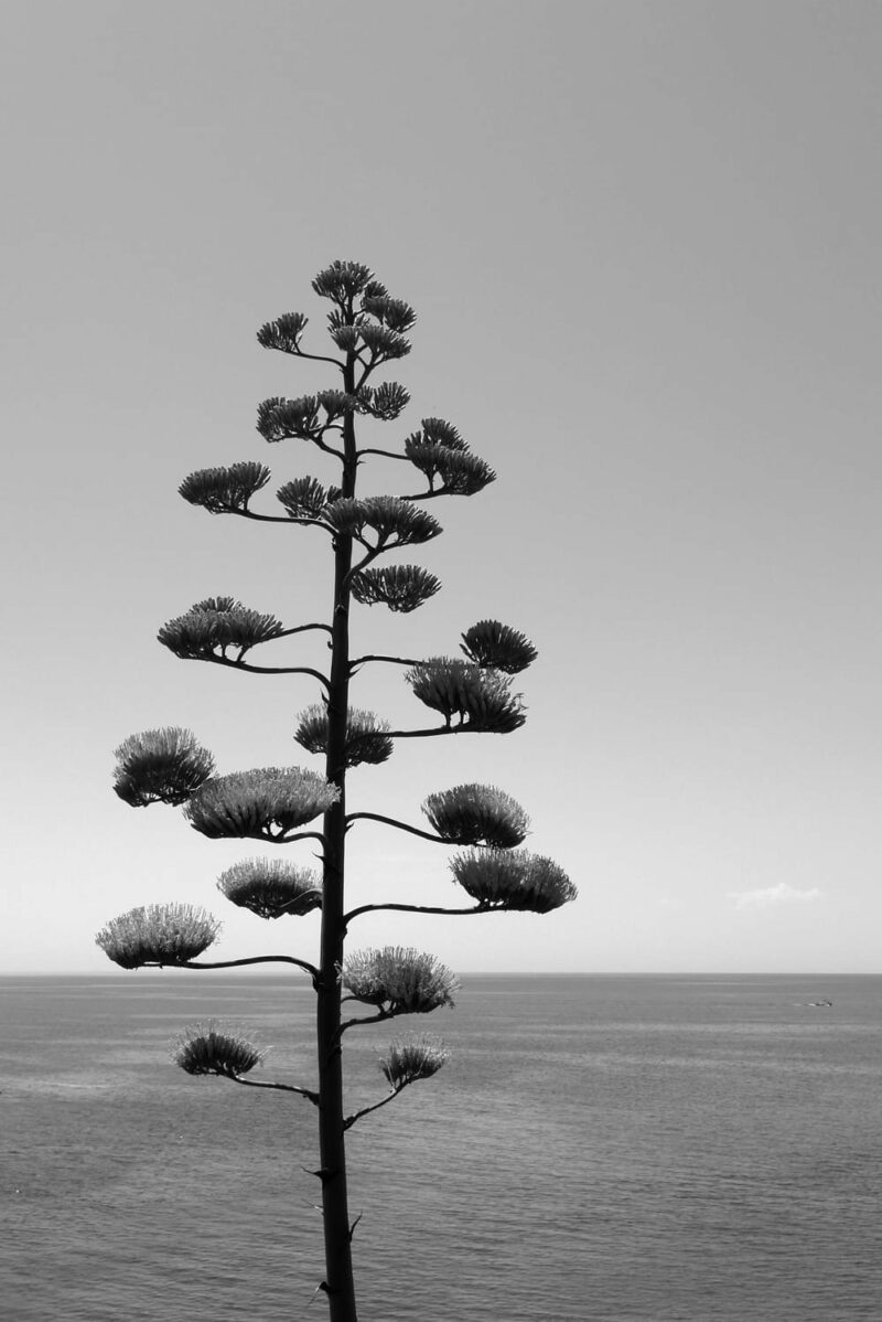 Stempel Pflanze »Agavenbaum«